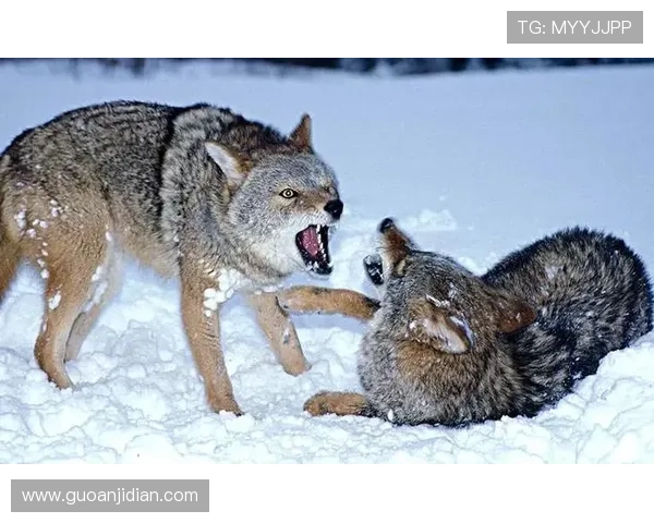 在狼群中崛起的足球明星与勇气与荣耀的传奇之路 在狼群中崛起的足球明星与勇气与荣耀的传奇之路